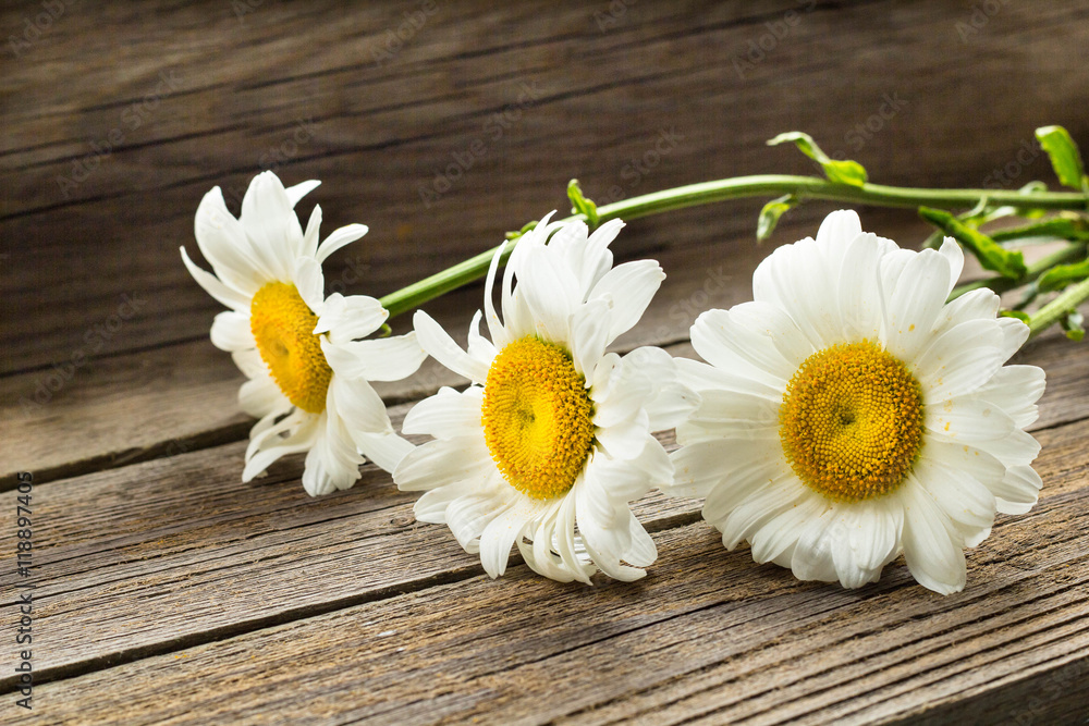 Obraz premium Chamomile flowers on a wooden