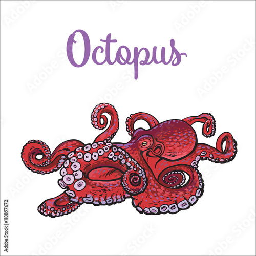 Live octopus, sketch style vector illustration isolated on white background. Drawing of octopus, luxury seafood delicacy. Edible underwater creature, healthy organic food