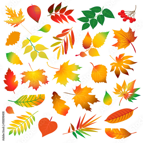 set of differrent beautiful colorful autumn leaves. Isolated design elements on white background. Vector illustration.