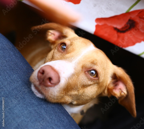 Photography dog begging for sausage close up portrait