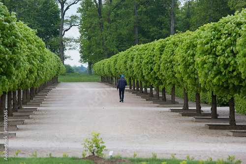 Alley of trees in the park