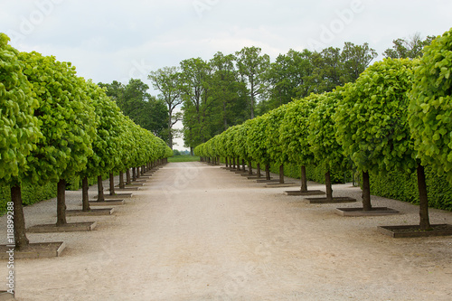 Fototapeta Naklejka Na Ścianę i Meble -  Alley of trees in the park