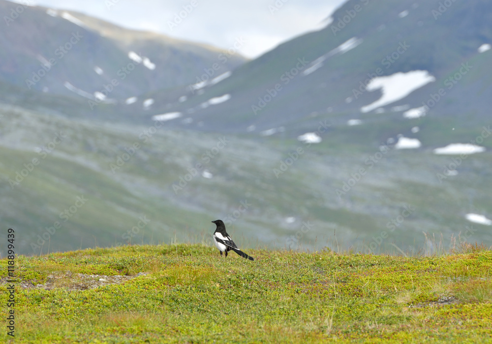 Eurasian magpie (Pica pica) in mountains of northern Norway Eurasian magpie (Pica pica) in mountains of northern Norway