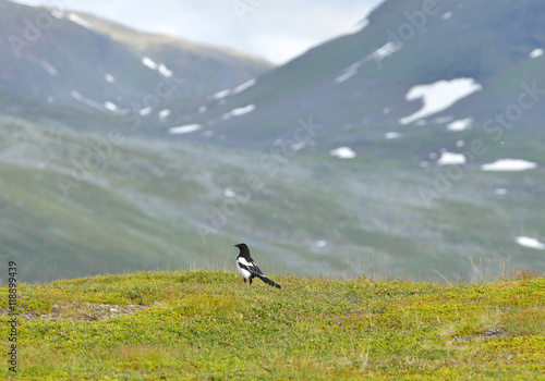 Eurasian magpie (Pica pica) in mountains of northern Norway