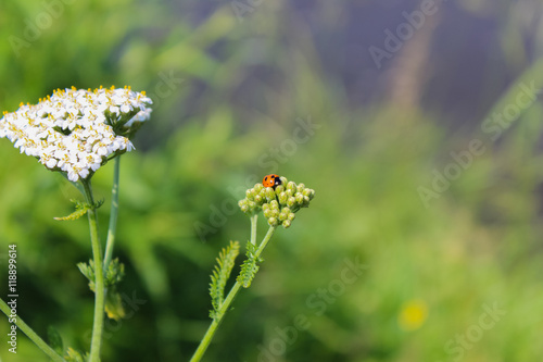 Ladybug on a flower.