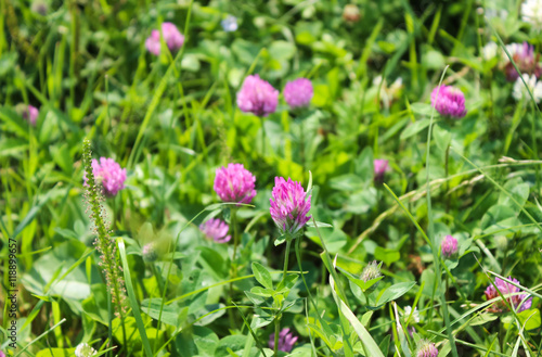 Pink flowers of a clover.