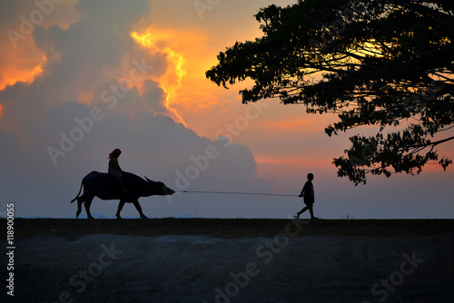Silhouette of buffalo on sunset . Culture of coexistence of the Children in Thailand and Buffalo 