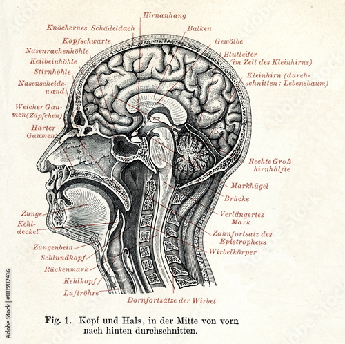Human brain (from Meyers Lexikon, 1895, 7 vol.) photo
