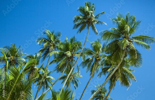 Coconut palm trees