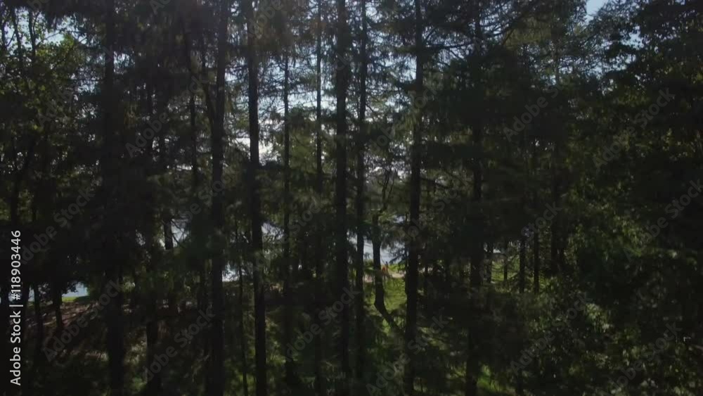 flying trough forest flying trough forest