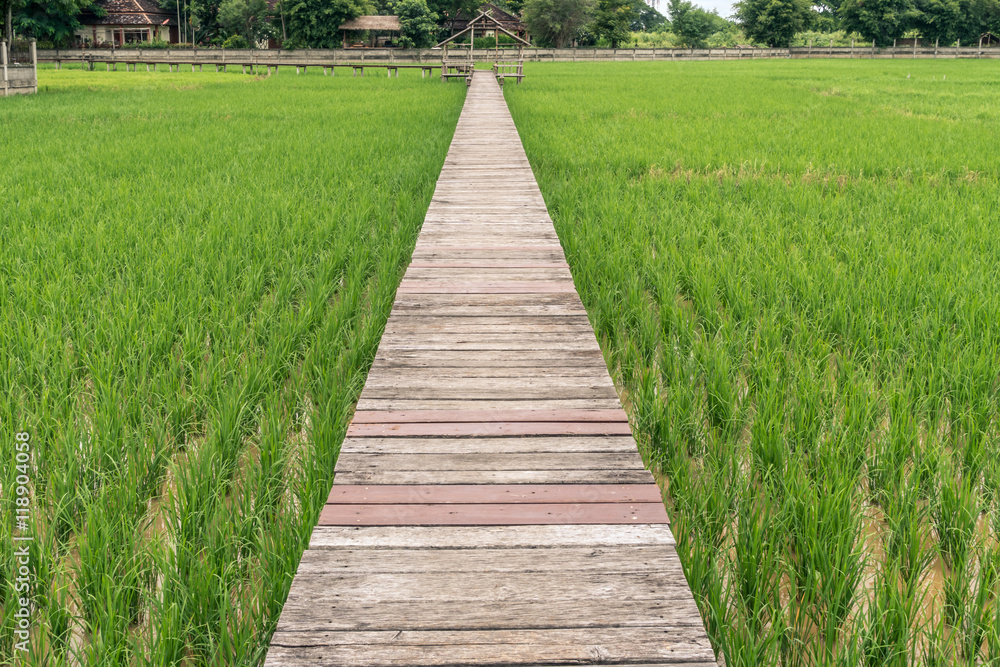 Wooden Pathway in paddy field