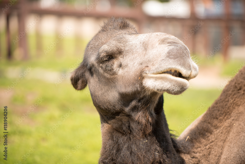 Obraz premium Camel portrait on a side