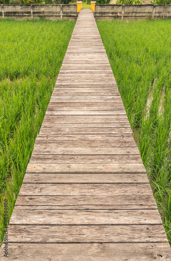 Wooden Pathway in paddy field