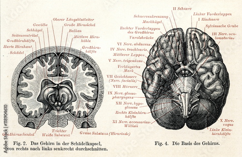 Human brain (from Meyers Lexikon, 1895, 7 vol.) photo