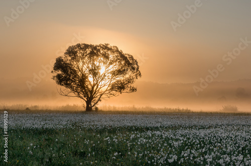 Single tree at sunrise in the field of daffodils - nature floral background