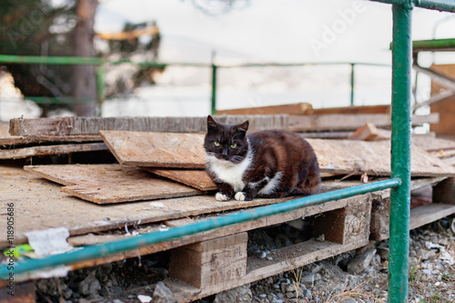 Cat on the seaside pier.