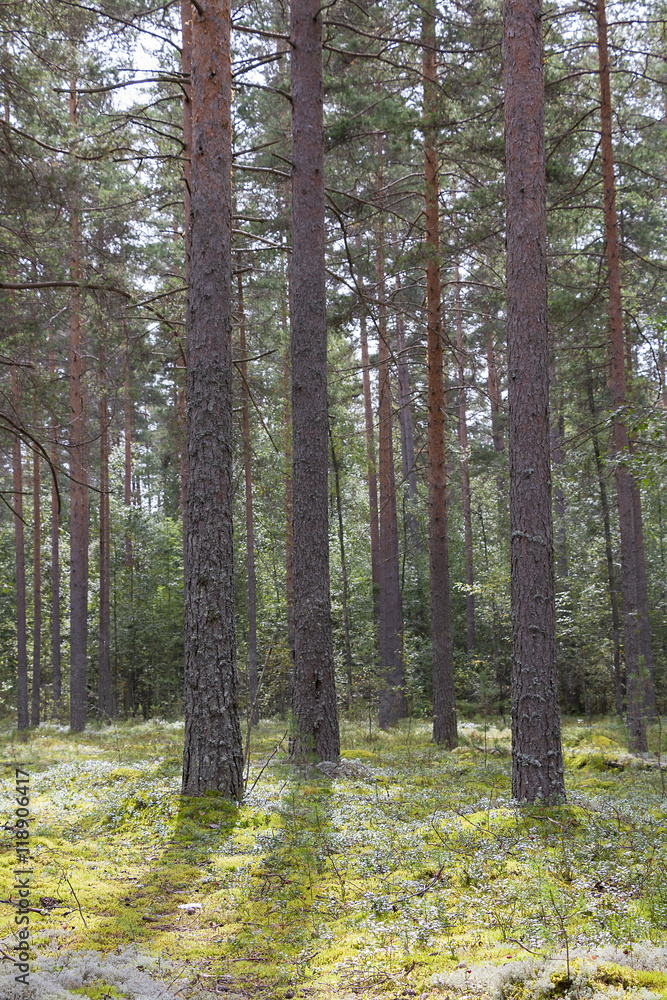 Obraz premium Green forest. White moss. Shrub.
