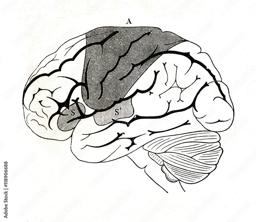 Motor area of human brain (A), motor (S) and sensory areas of speech