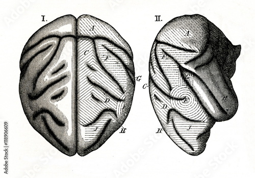 Photography Sensory areas of monkey brain (from Meyers Lexikon, 1895, 7 vol.)