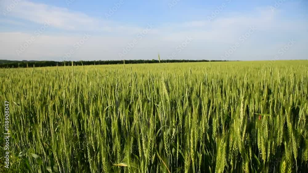 Ukraine green field wheat summer landscape with blue sky Ukraine green field wheat summer landscape with blue sky