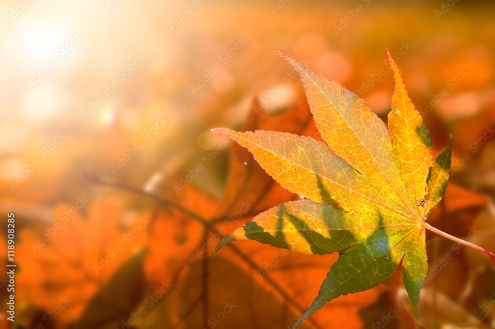 Kanadischer Amberbaum, Indian Summer leuchtend buntes Herbstlaub