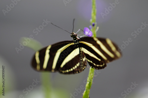 Animals: Heliconius charitonia zebra butterfly