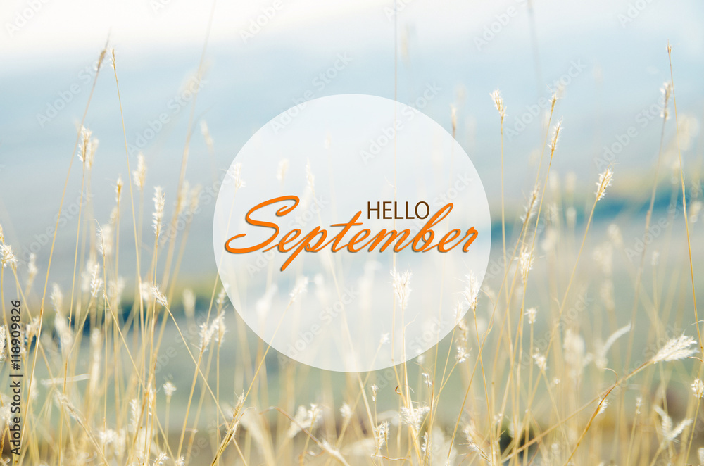 Hello September wallpaper, autumn background with dried plants - obrazy, fototapety, plakaty 