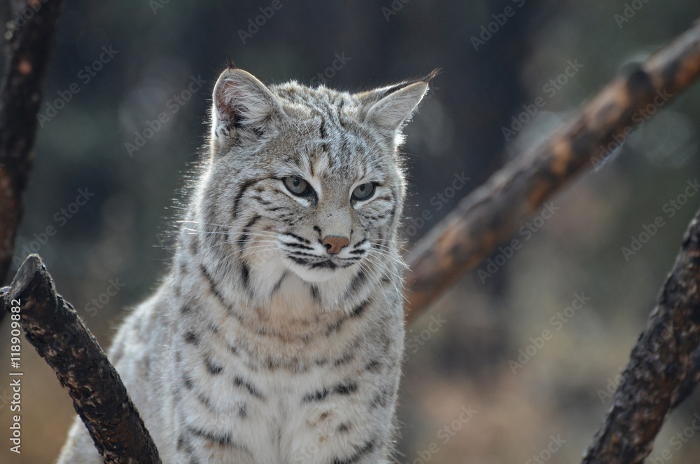 Fototapeta premium Sad Bobcat Who Lost HIs Quarry