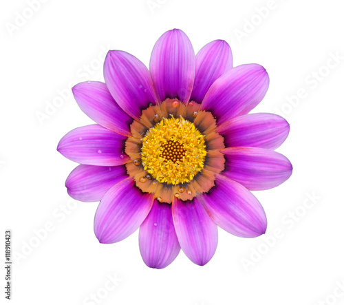 Flower on isolate background