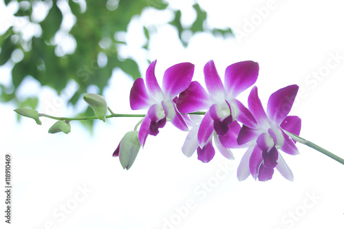 White and violet orchid flower