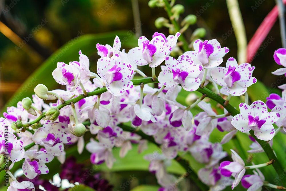 The typical spotted form of Rhynchostylis gigantea (Lindl.) Ridl. The flowers is an Asia orchid plant in Thailand. The typical spotted form of Rhynchostylis gigantea (Lindl.) Ridl. The flowers is an Asia orchid plant in Thailand.