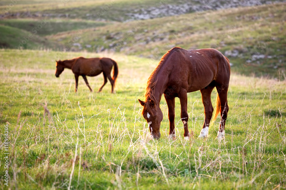 Grazing horses at sunset