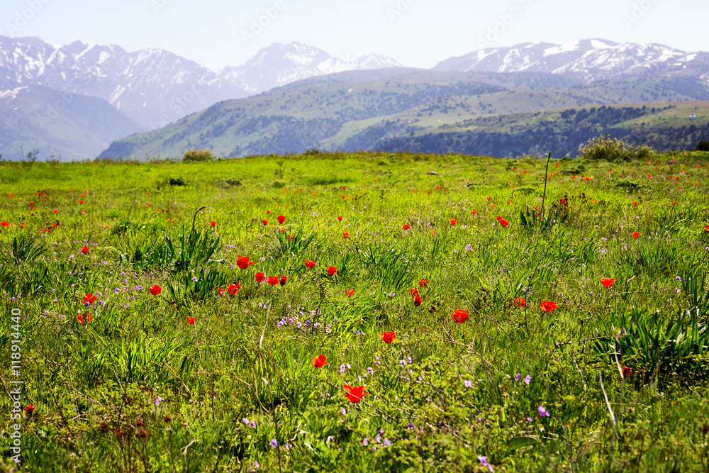 Meadow of wild tulips on the background of snowy mountains in Aksu-Jabagly natural reserve in Alatau mountains, Central Asia, Kazakhstan