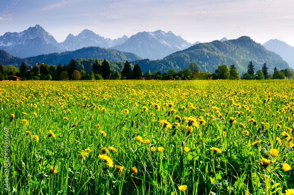 Alpine meadow covered by flowers