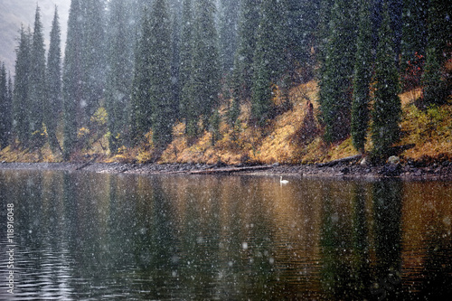 First snowfall and lonely swan on the mountain lake Kolsai, Kazakhstan  photo