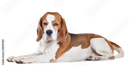  beagle isolated on white