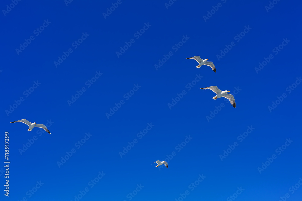 Fototapeta premium Flying Sea Gulls in Blue Sky