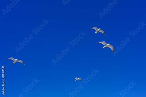 Flying Sea Gulls in Blue Sky