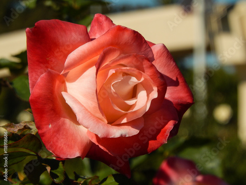Fotografía pink rose, closeup