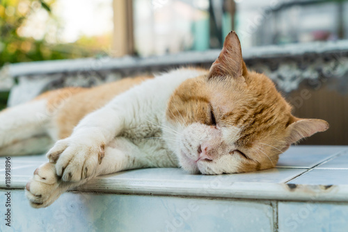 Old cat sleeping on the chair