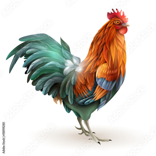 Red Rooster Cock Side View Abstract 