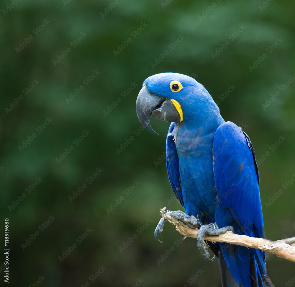 Obraz premium Hyacinth macaw