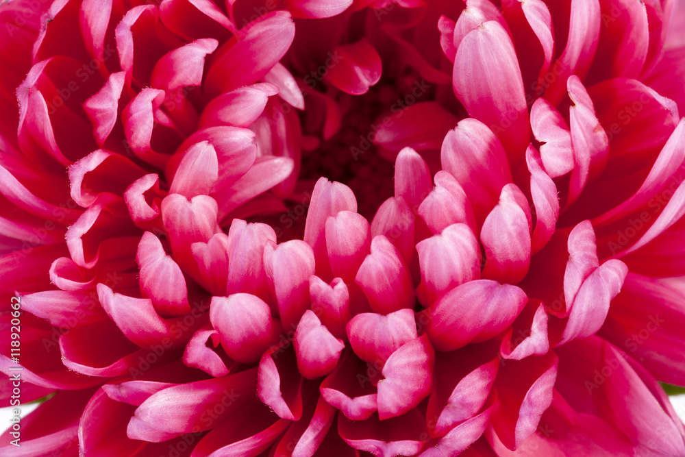 Fototapeta premium Single flower of aster with delicate petals, close up.
