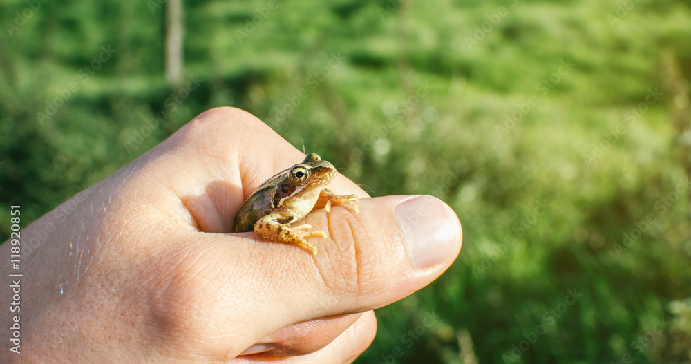 Kleiner Frosch/Kleiner Frosch in der Hand