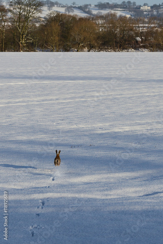 Hare in the Snow photo