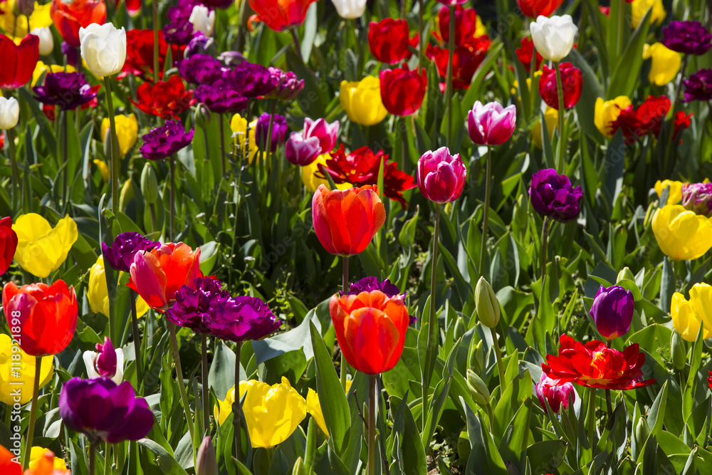 Fototapeta premium bed of tulips growing in spring garden tulips