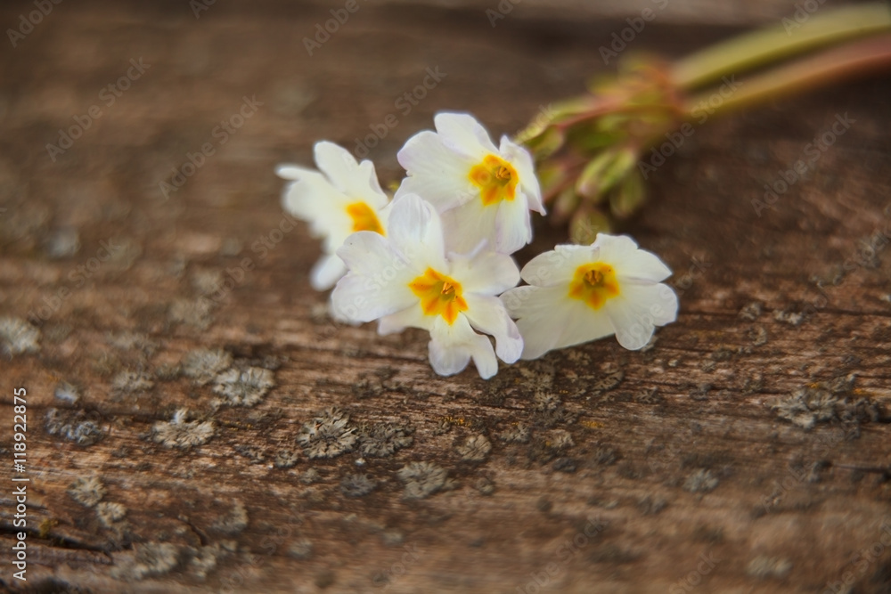 Obraz premium gentle background in vintage style