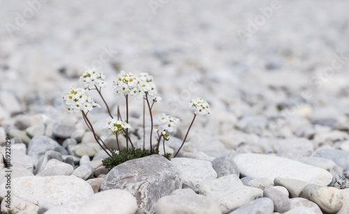 Felsblümchen