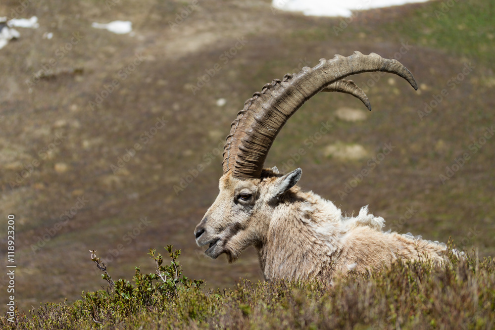 Ibex Profile Ibex Profile