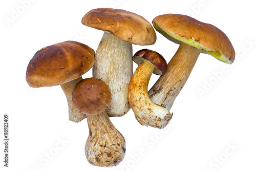 Boletus edulis (king bolete) isolated on white background. Close up.